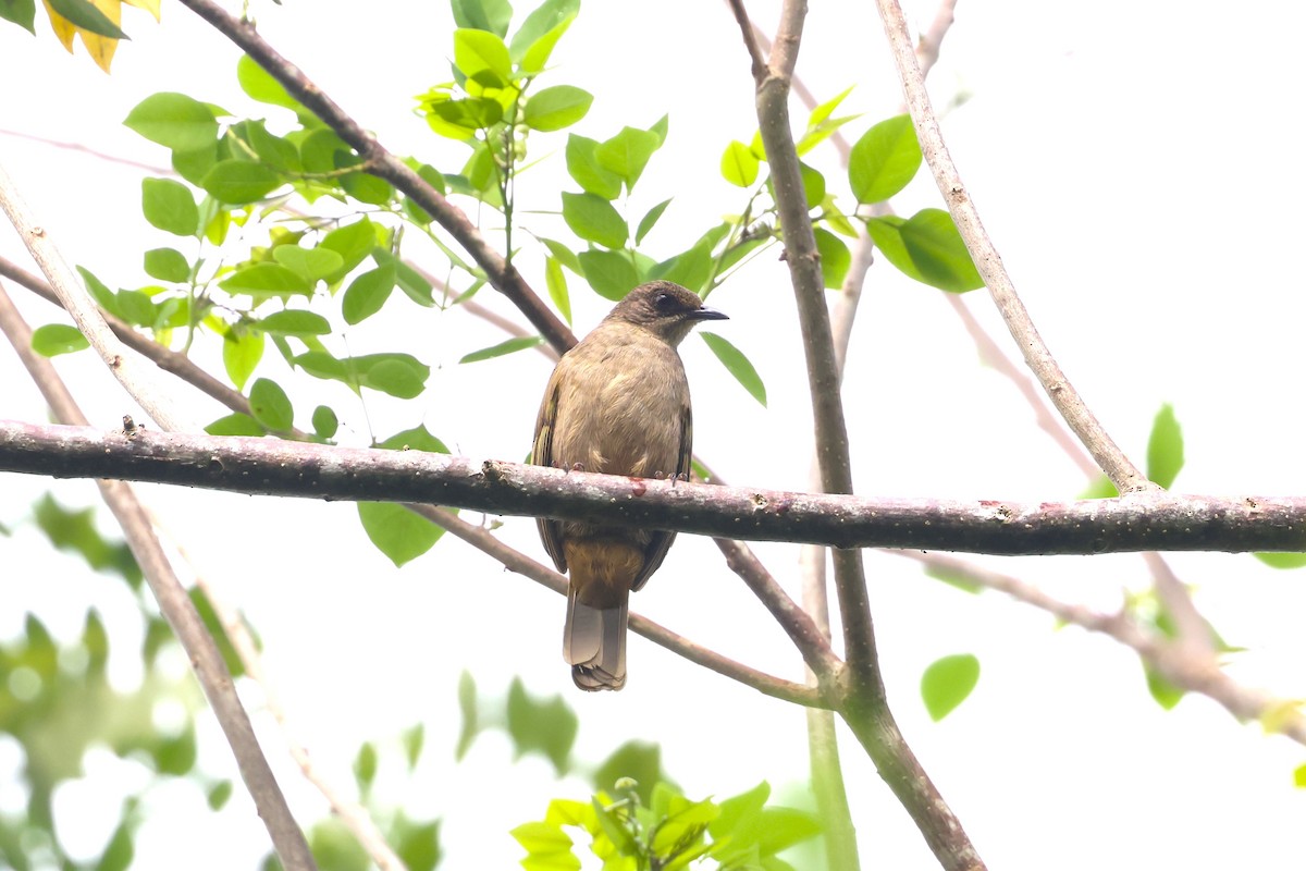 Olive-winged Bulbul (Olive-winged) - ML624576763