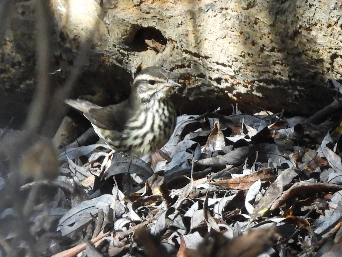 Northern Waterthrush - ML624576782