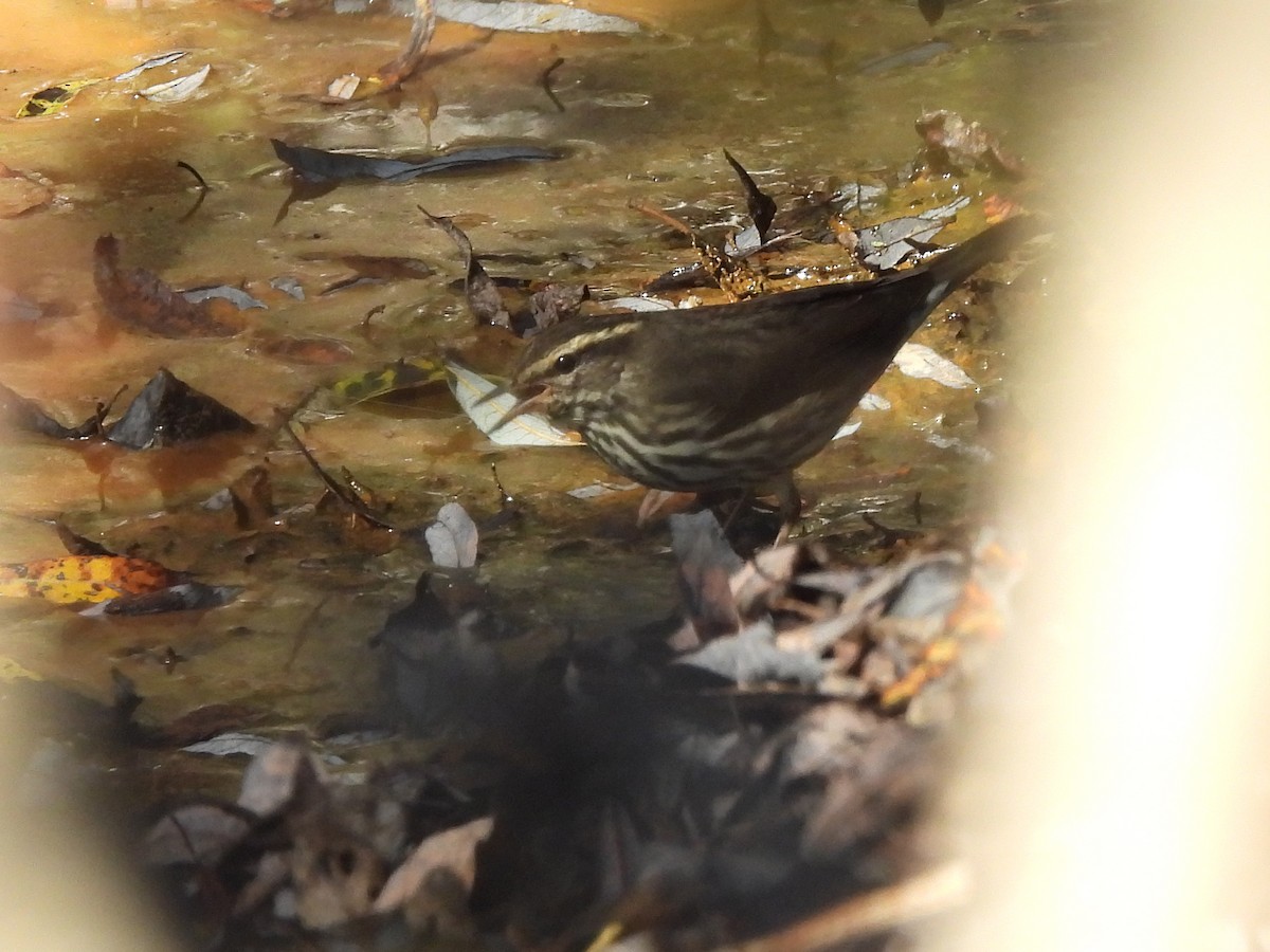 Northern Waterthrush - ML624576783