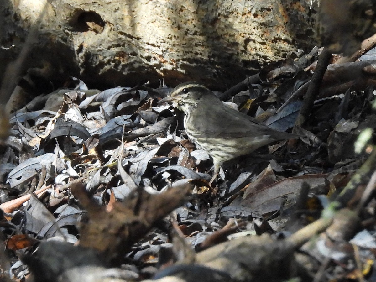 Northern Waterthrush - ML624576785