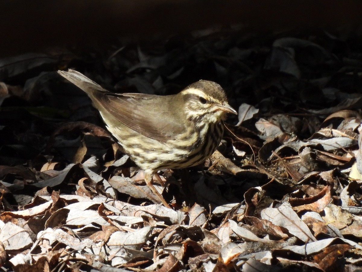 Northern Waterthrush - ML624576786