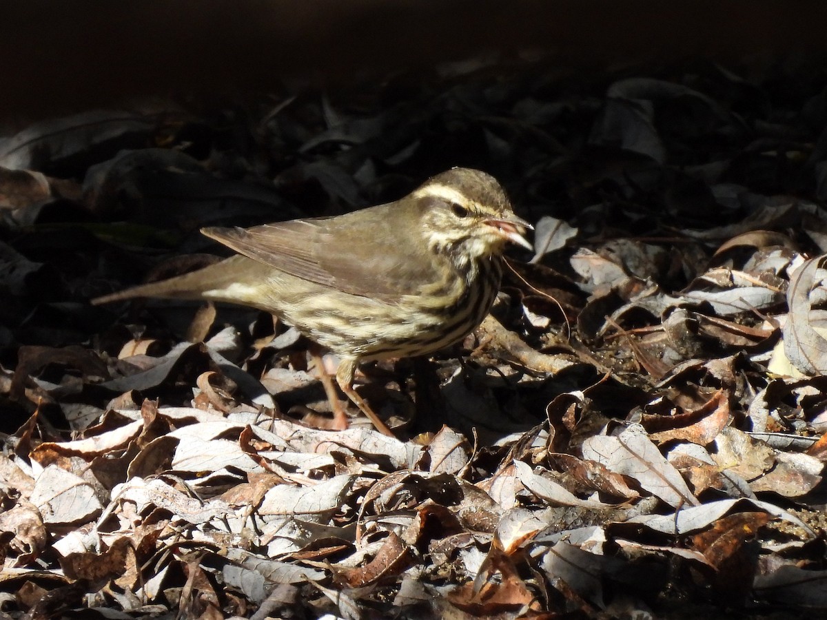 Northern Waterthrush - Susan Weinstein