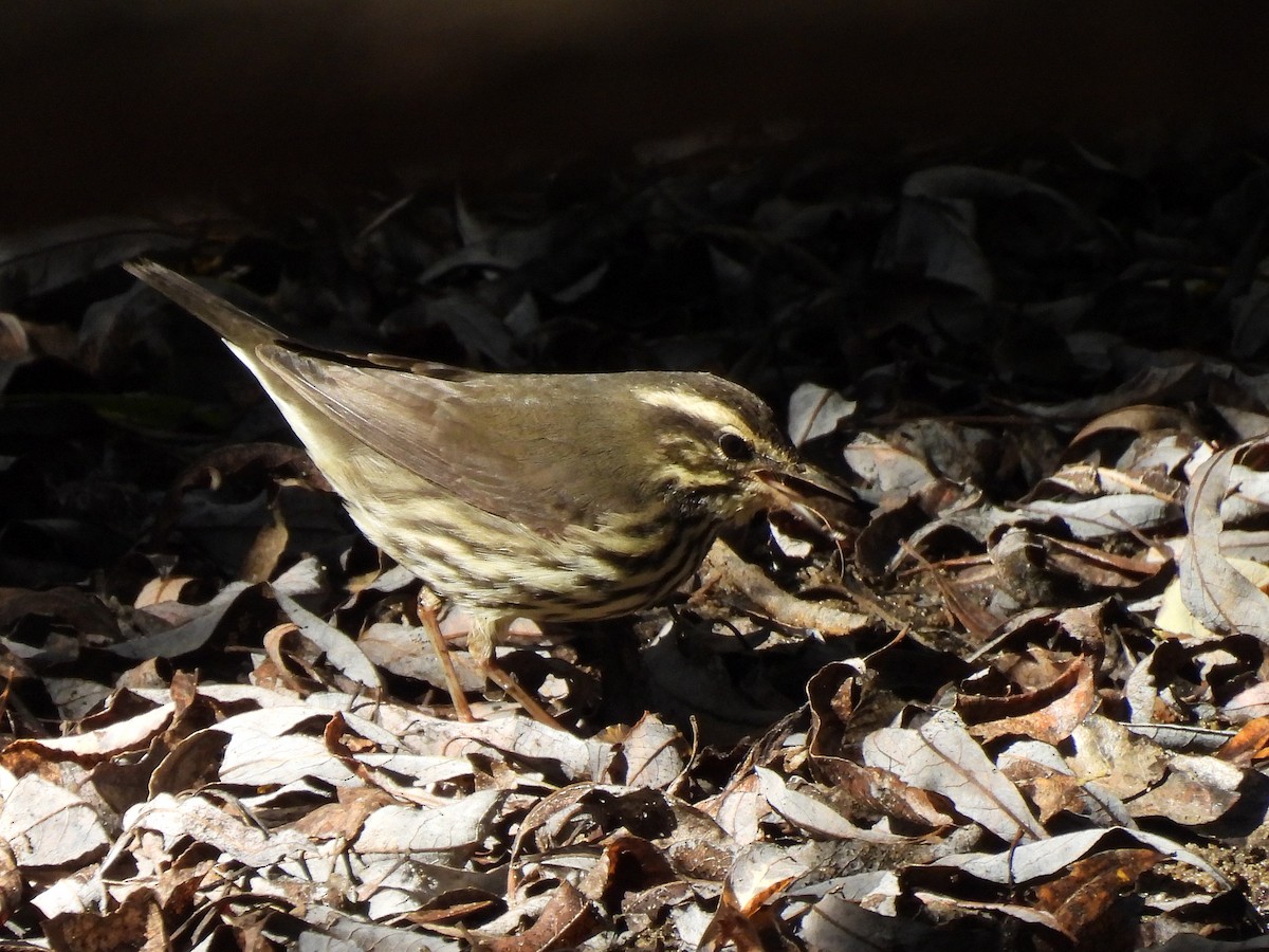 Northern Waterthrush - ML624576788