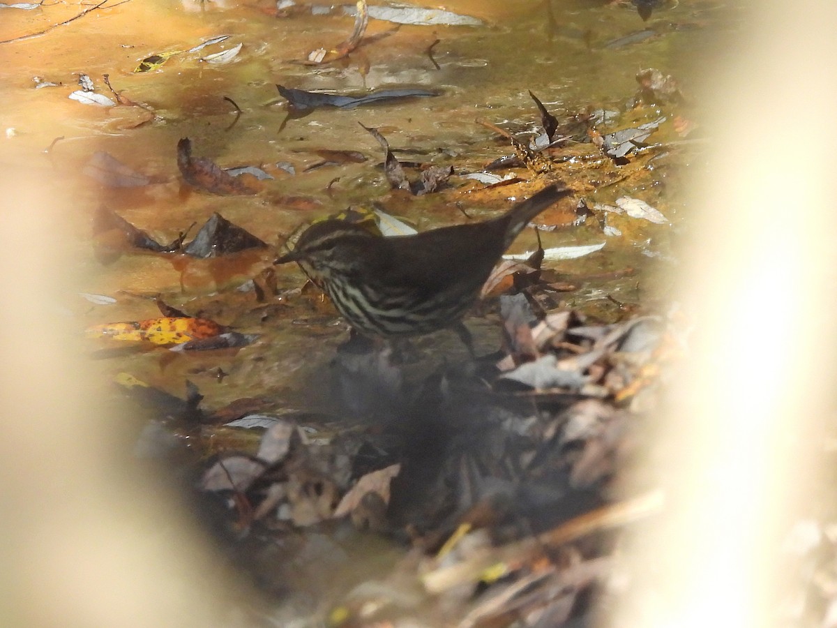 Northern Waterthrush - Susan Weinstein