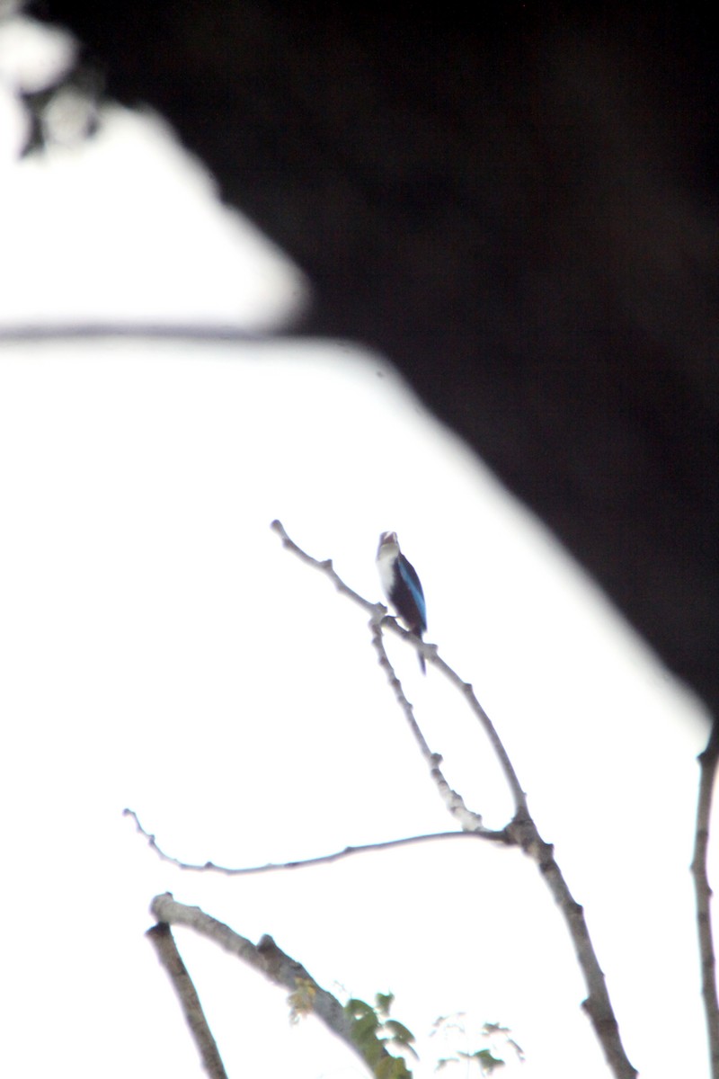 White-throated Kingfisher - ML624576790