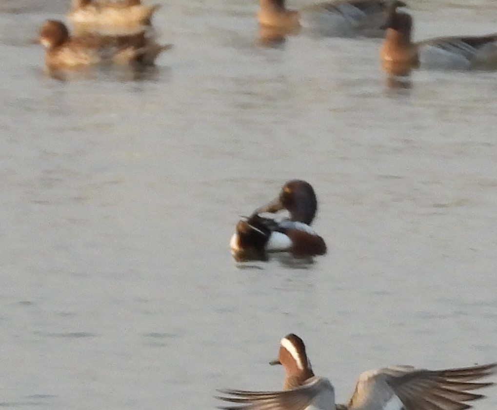 Northern Shoveler - ML624576791