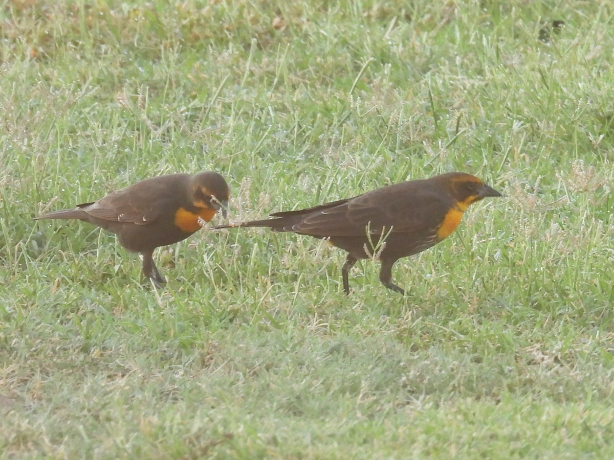 Yellow-headed Blackbird - ML624576792