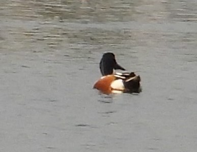 Northern Shoveler - ML624576793