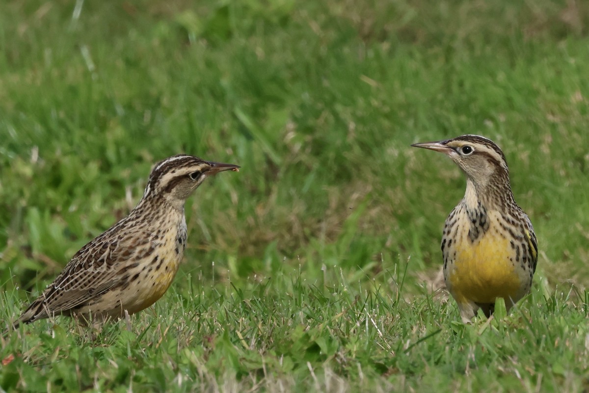 Western Meadowlark - ML624576794