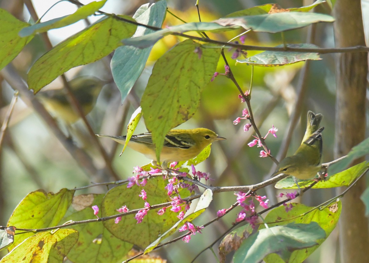 Bay-breasted Warbler - ML624576795