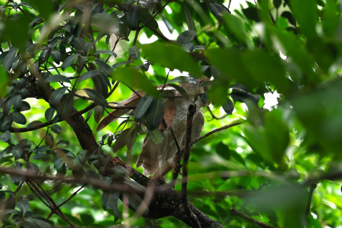 Barn Owl (Eastern) - ML624576800