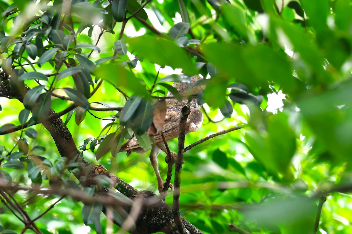 Barn Owl (Eastern) - ML624576801