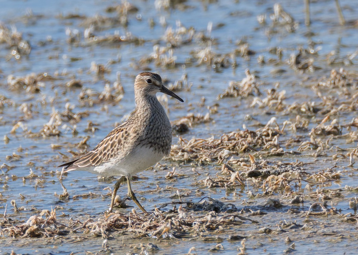 Pectoral Sandpiper - ML624576802