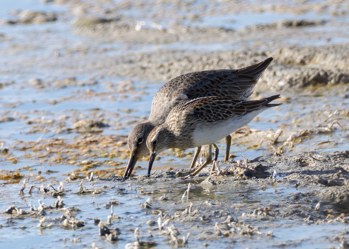 Pectoral Sandpiper - ML624576803