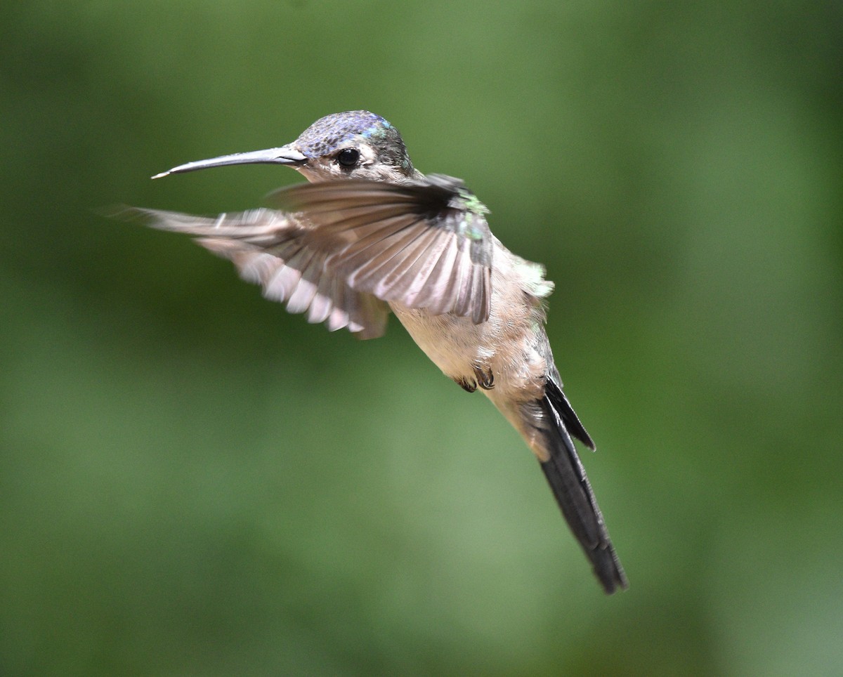 Wedge-tailed Sabrewing - ML624576807