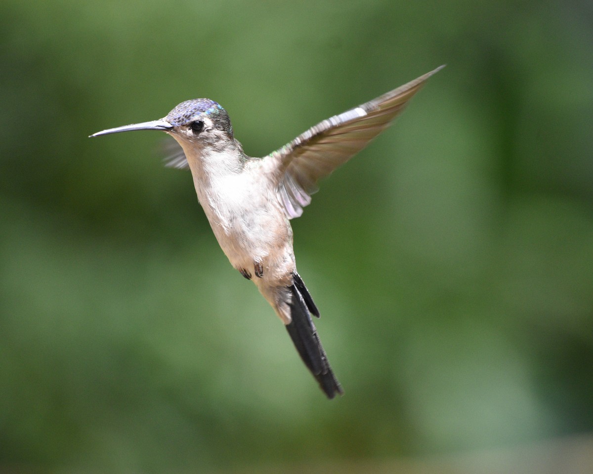 Wedge-tailed Sabrewing - ML624576808