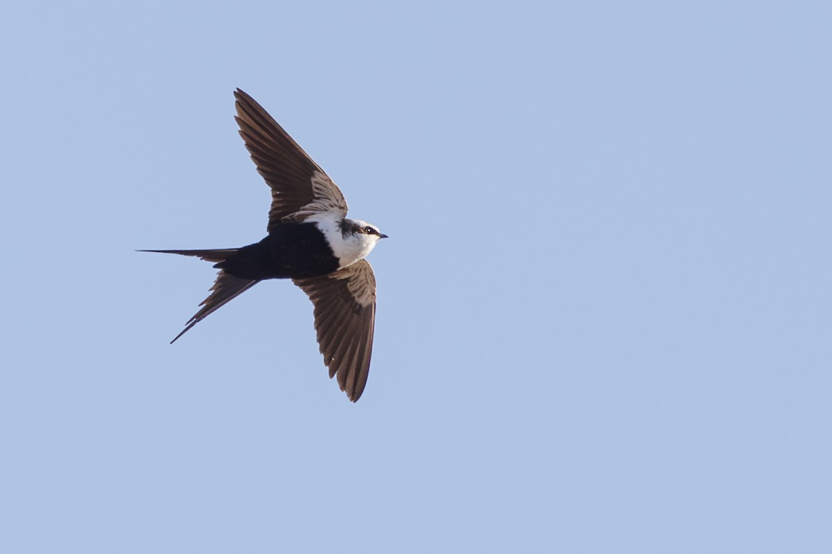 White-backed Swallow - ML624576809