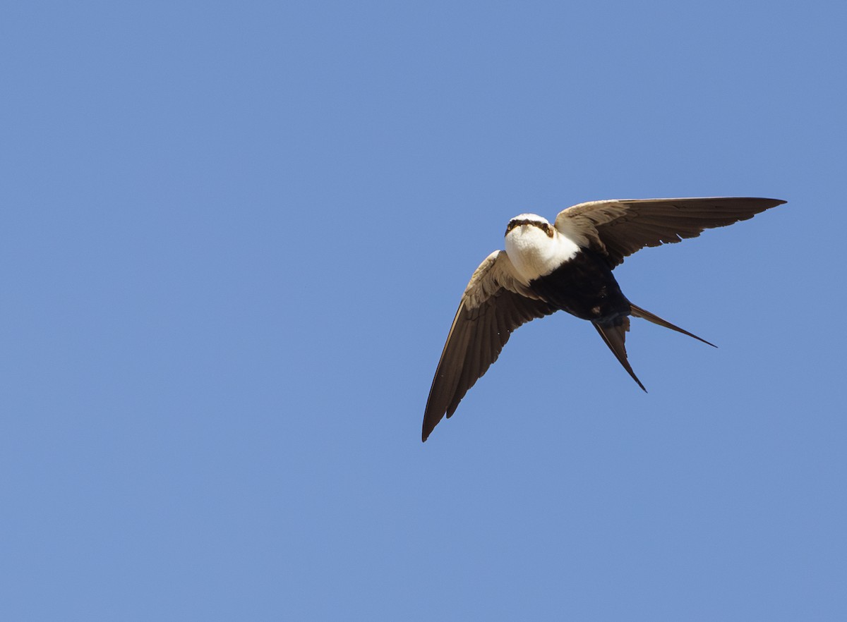 White-backed Swallow - ML624576810