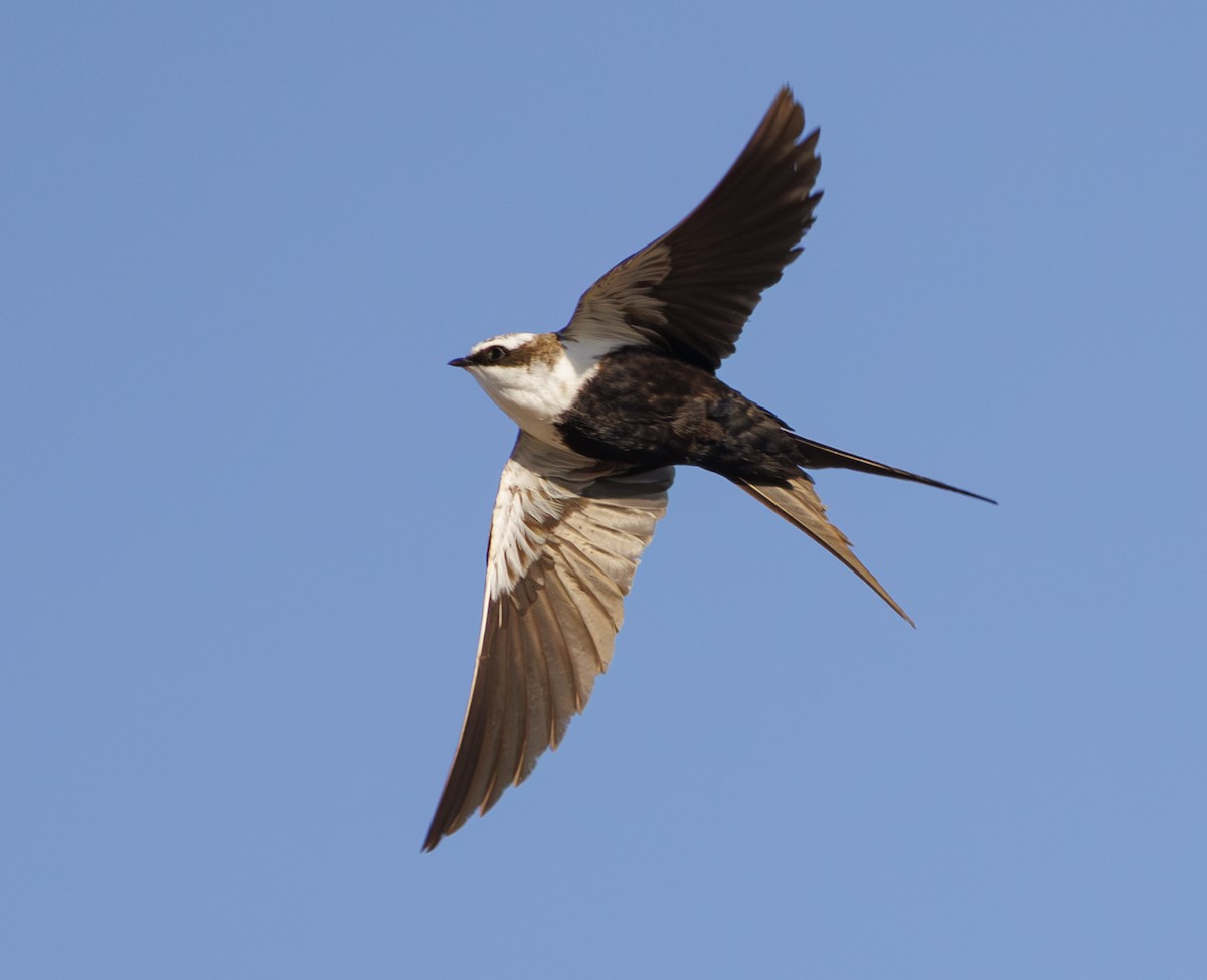 White-backed Swallow - ML624576811