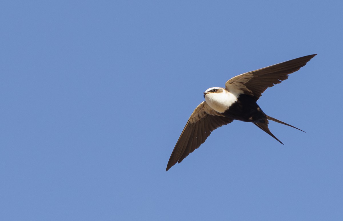 White-backed Swallow - ML624576812