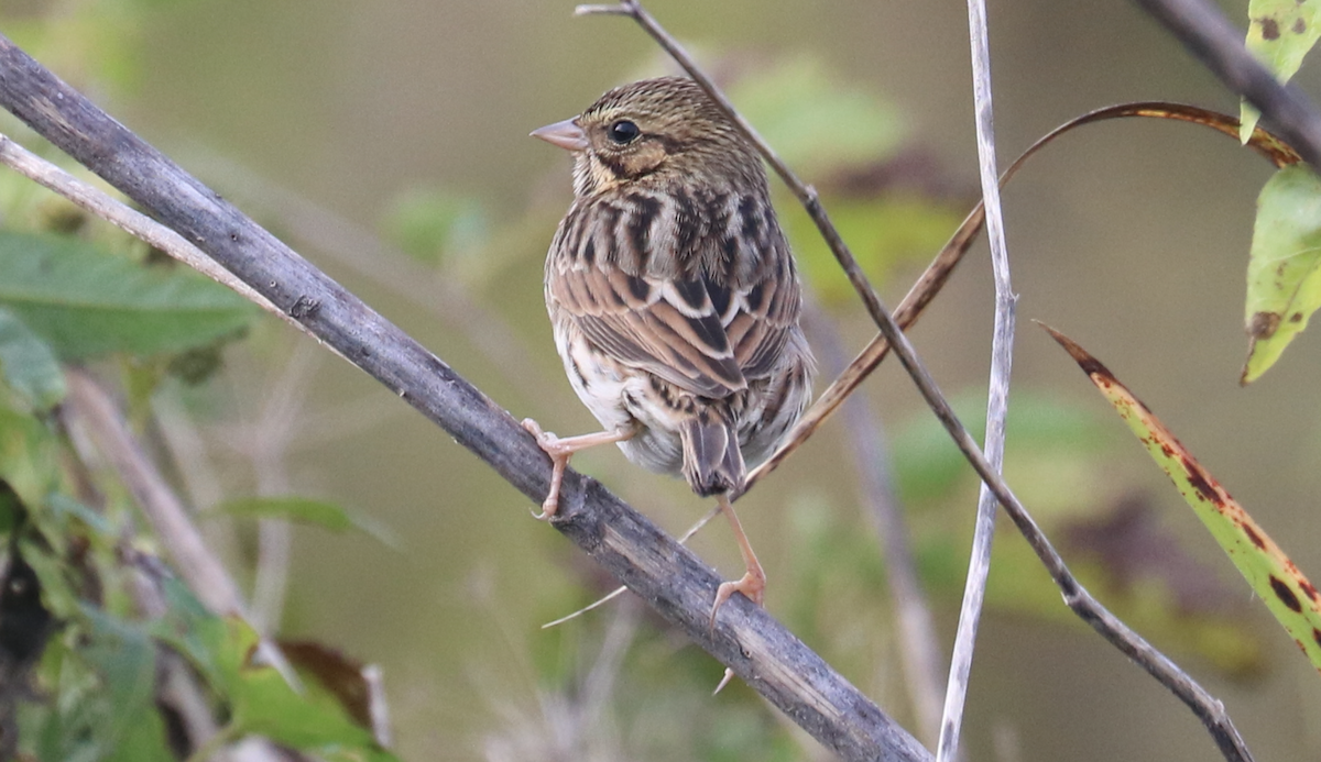 Savannah Sparrow (Savannah) - ML624576815