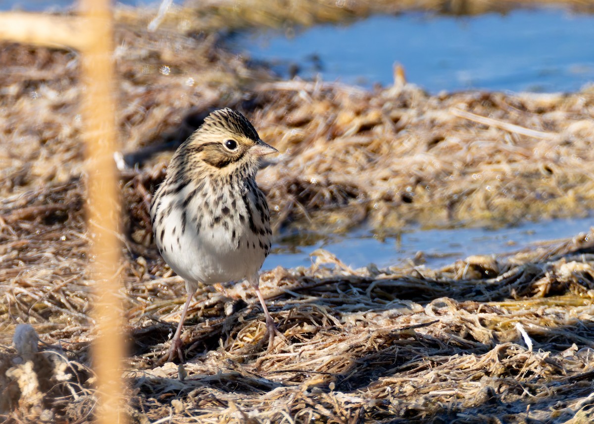 Savannah Sparrow - ML624576820