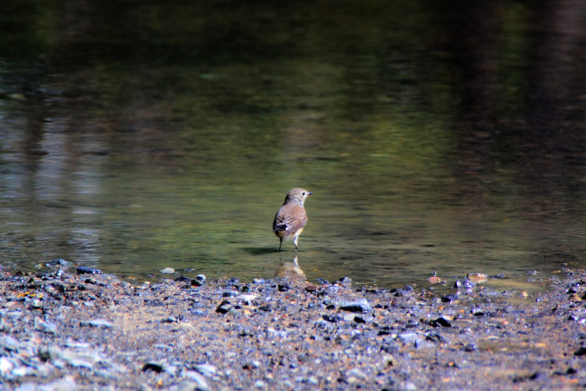 Taiga Flycatcher - ML624576825