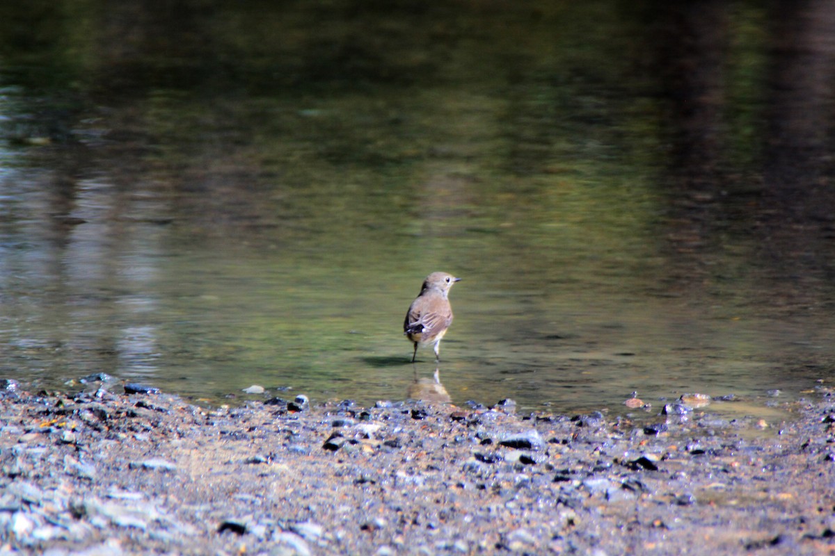 Taiga Flycatcher - ML624576826