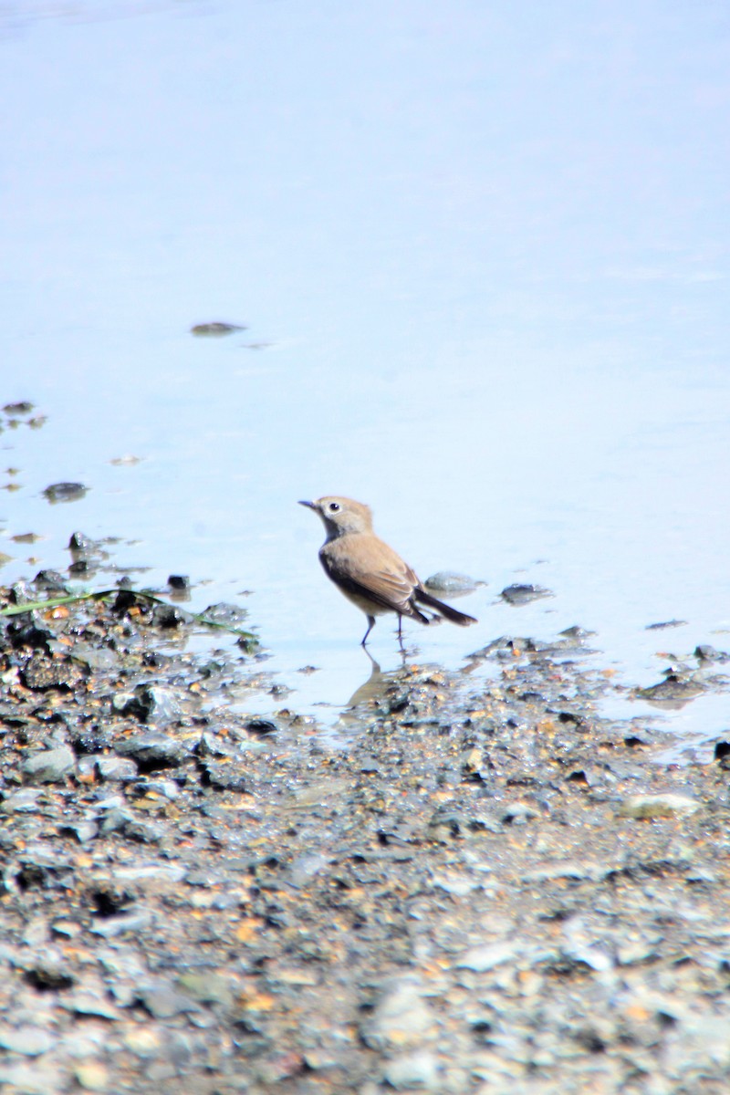 Taiga Flycatcher - ML624576827