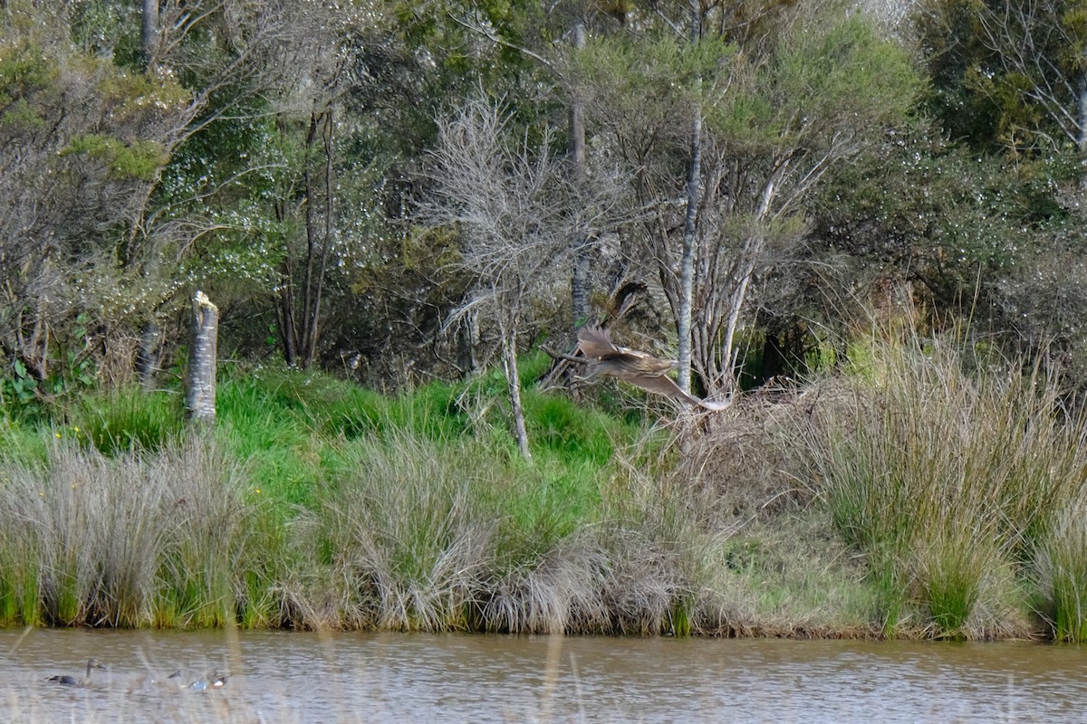 Australasian Bittern - ML624576942