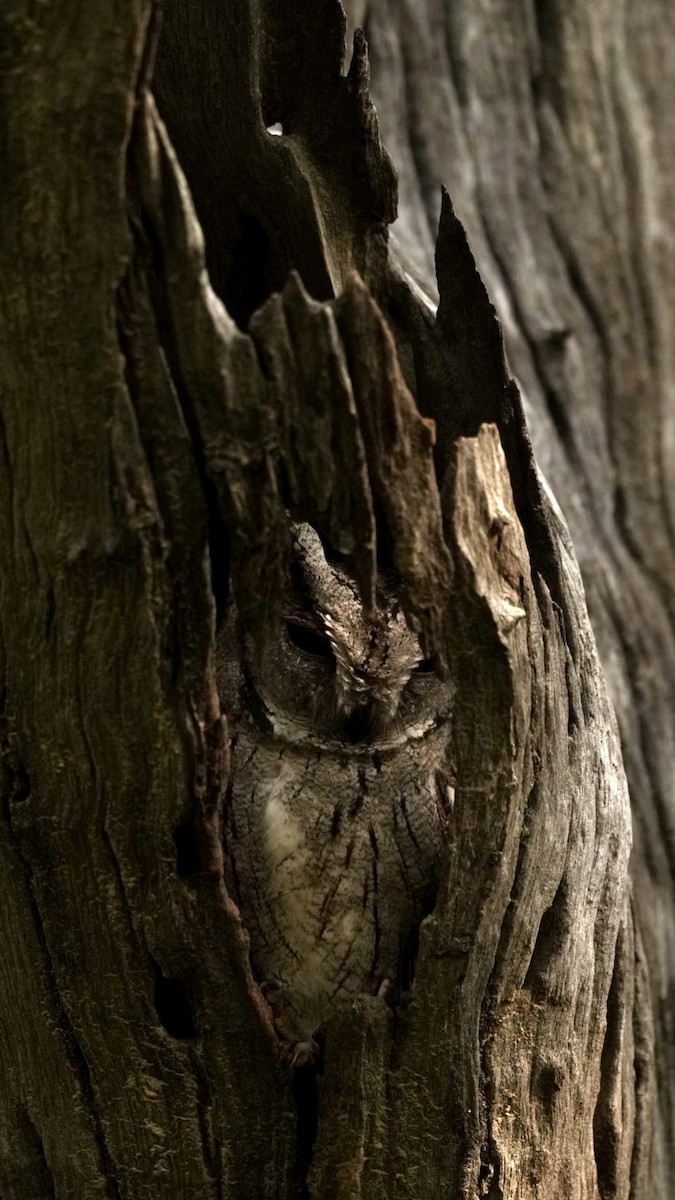 Indian Scops-Owl - Pranav Pula