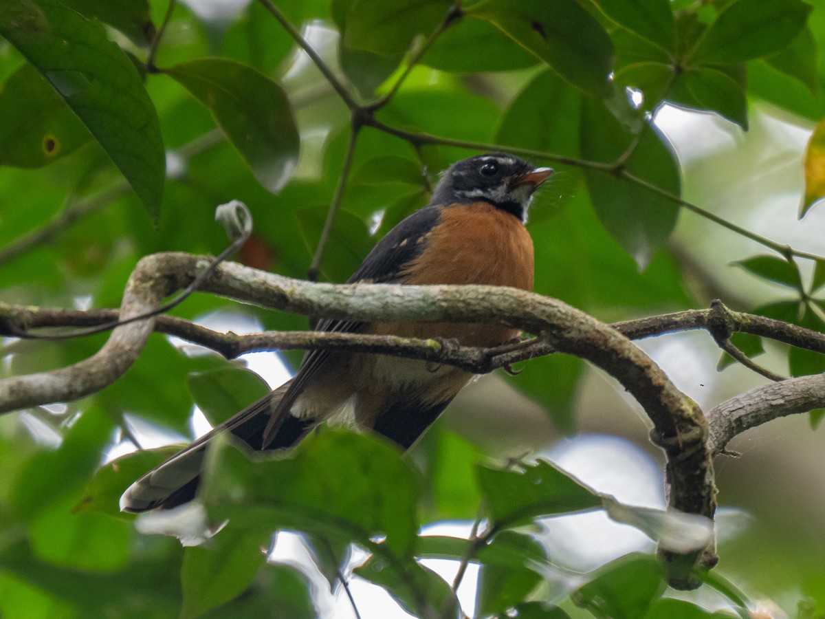 Chestnut-bellied Fantail - ML624576944