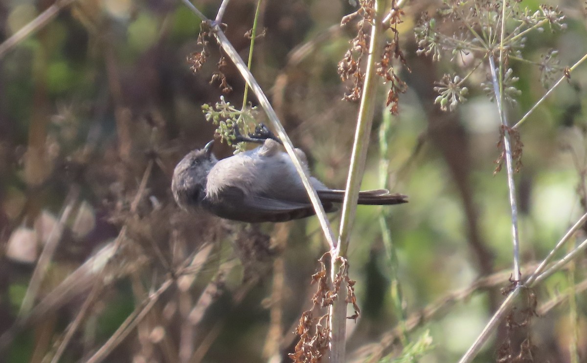 Bushtit - ML624576945