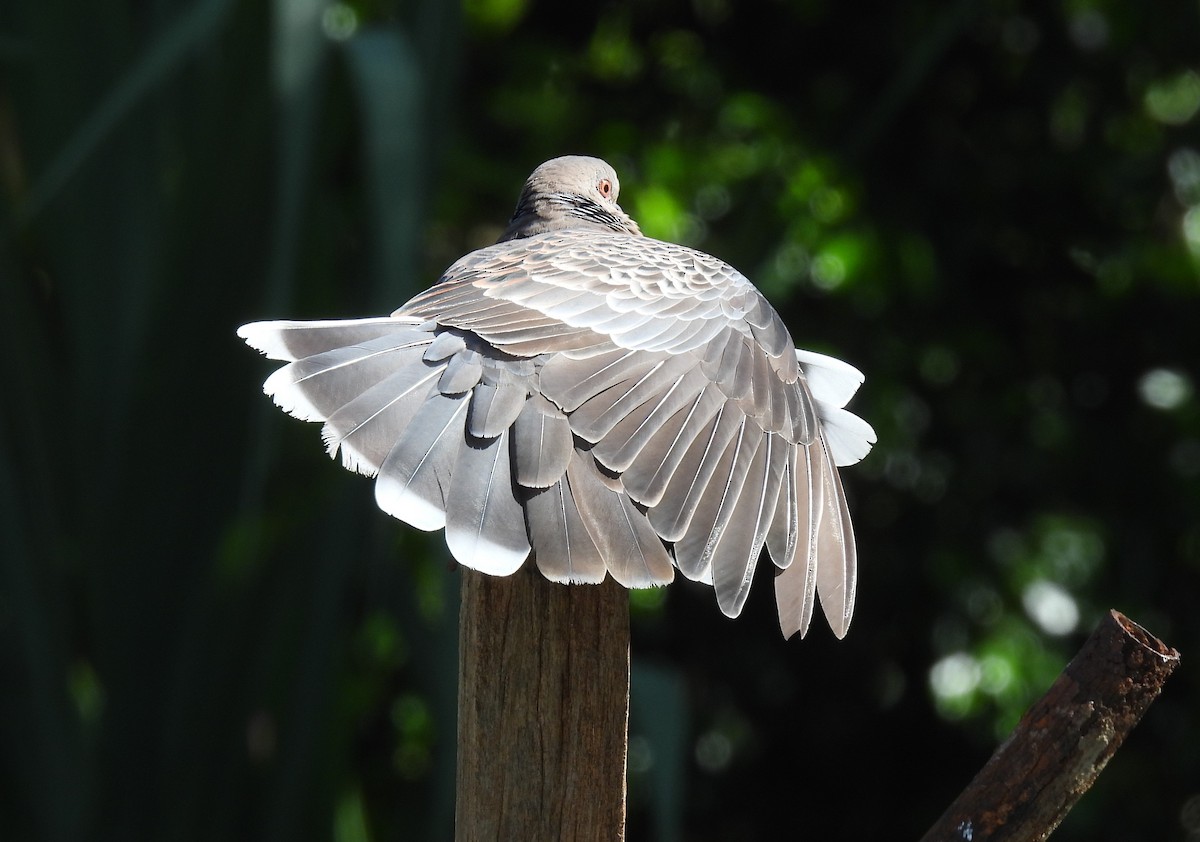 Oriental Turtle-Dove - ML624576948