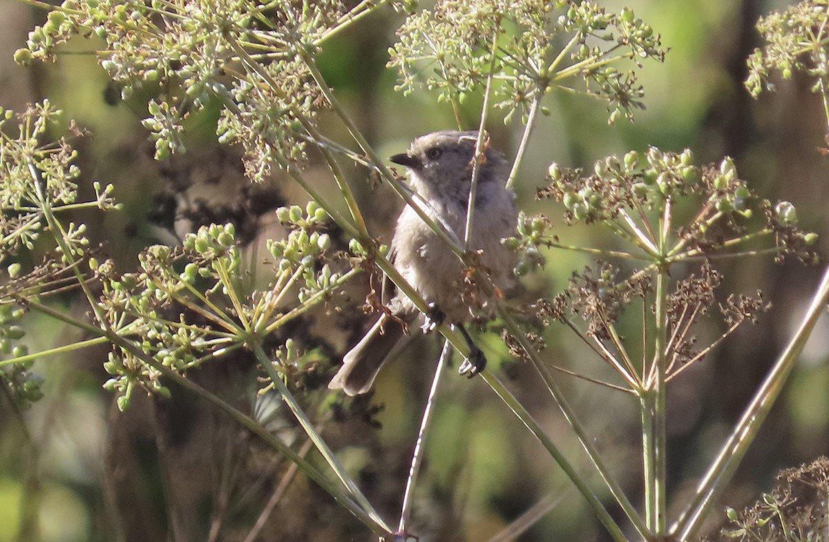 Bushtit - Petra Clayton