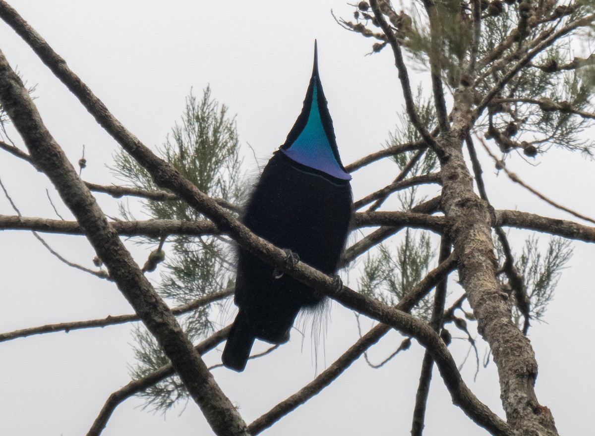 Growling Riflebird - ML624576950