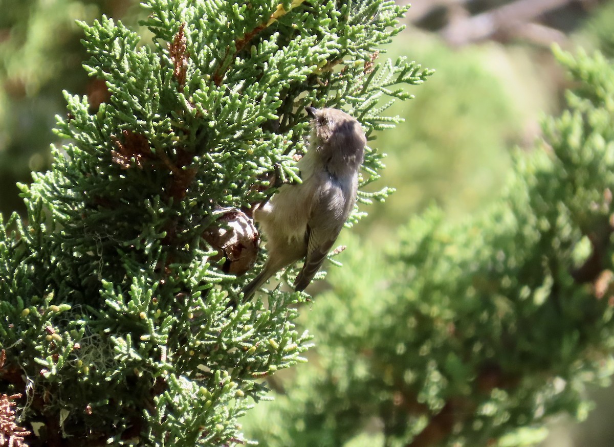 Bushtit - ML624576952