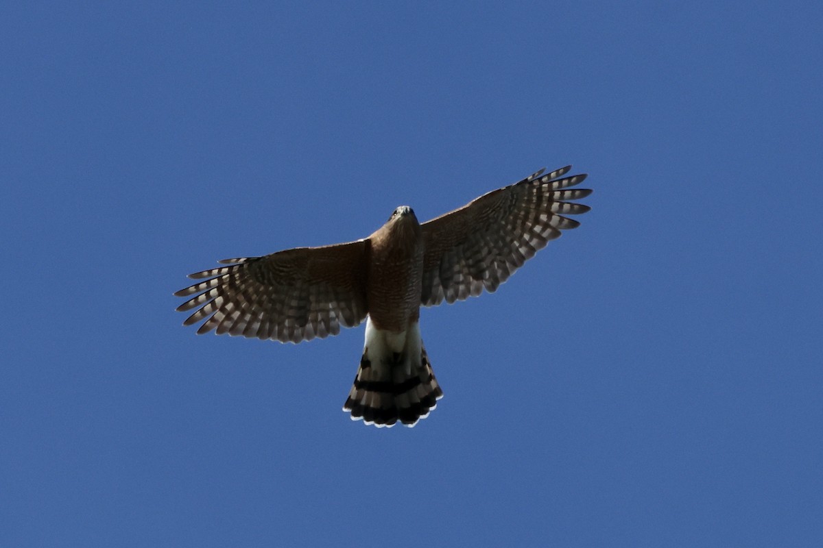 Cooper's Hawk - Mari Petznek