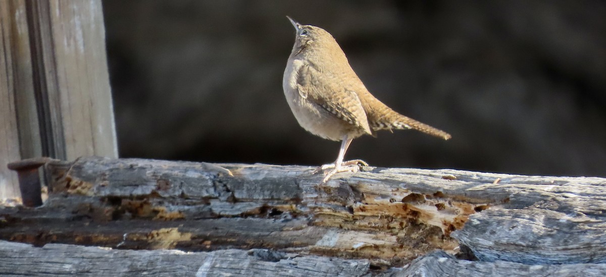 House Wren - ML624576954