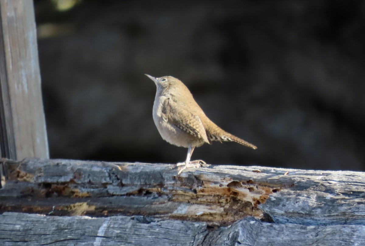 House Wren - ML624576955