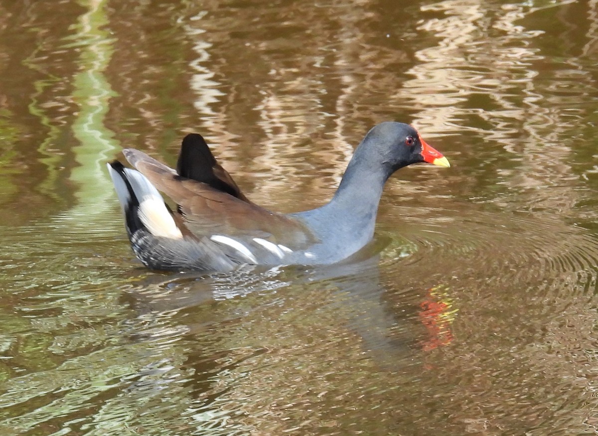 Eurasian Moorhen - ML624576956