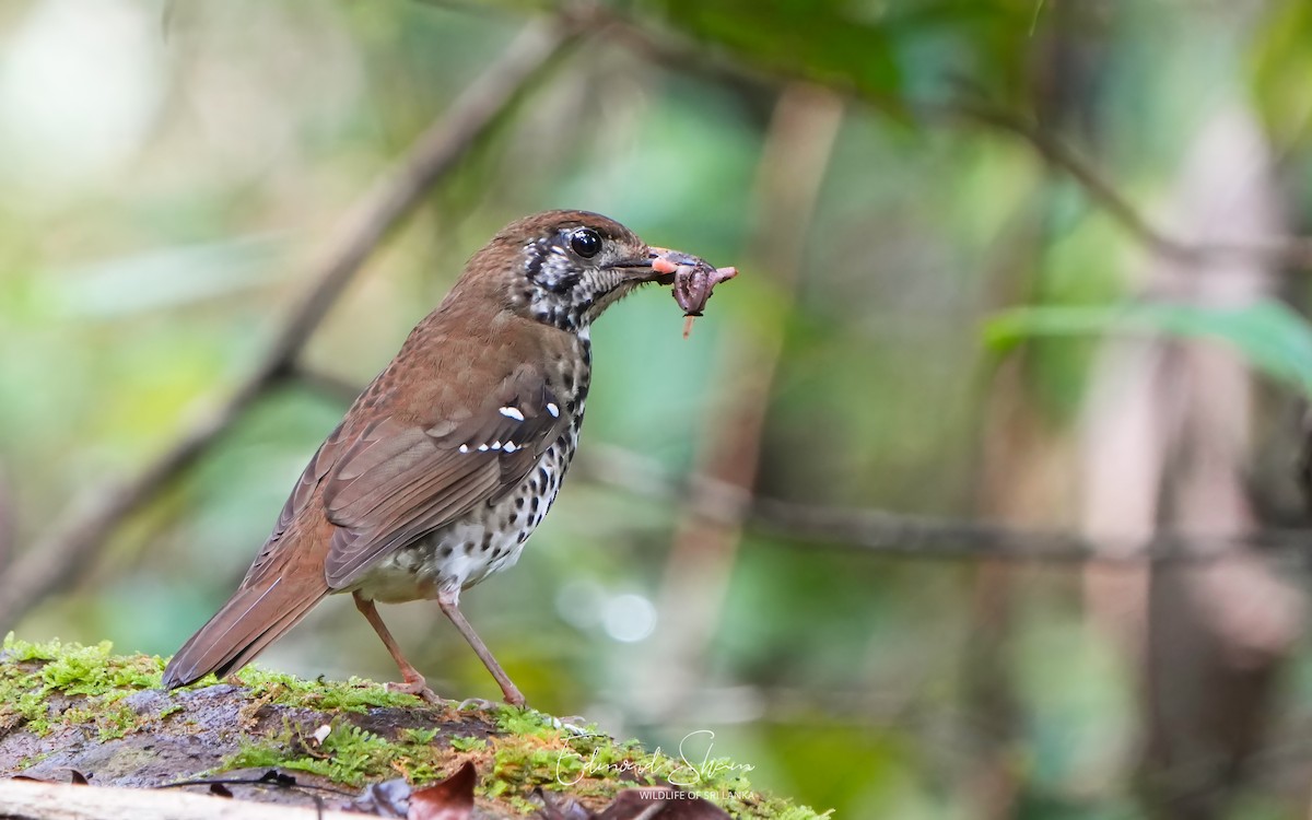 Spot-winged Thrush - ML624576957