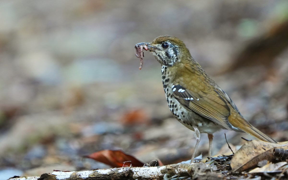 Spot-winged Thrush - ML624576958