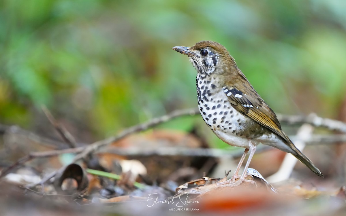 Spot-winged Thrush - ML624576959