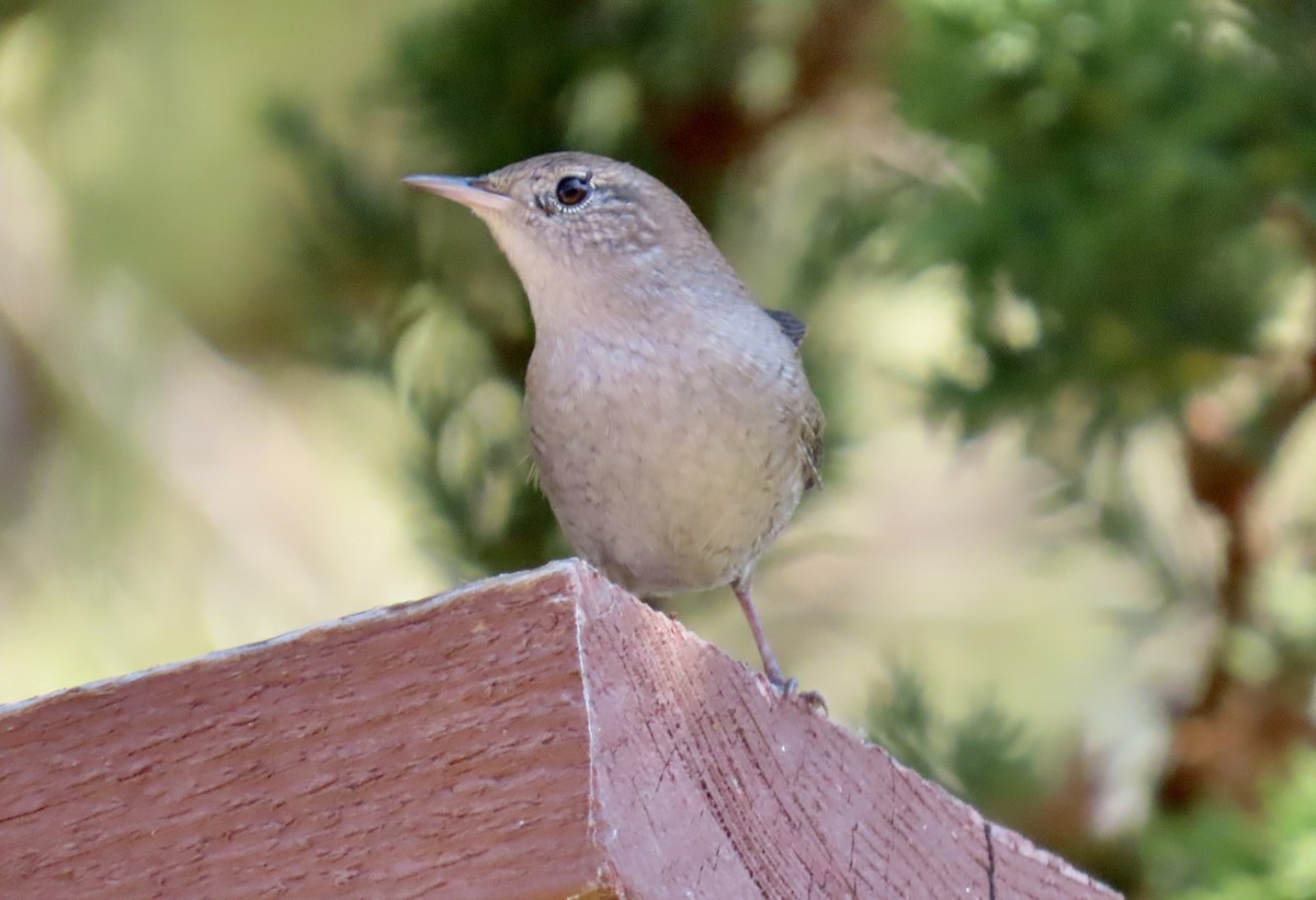 House Wren - ML624576960