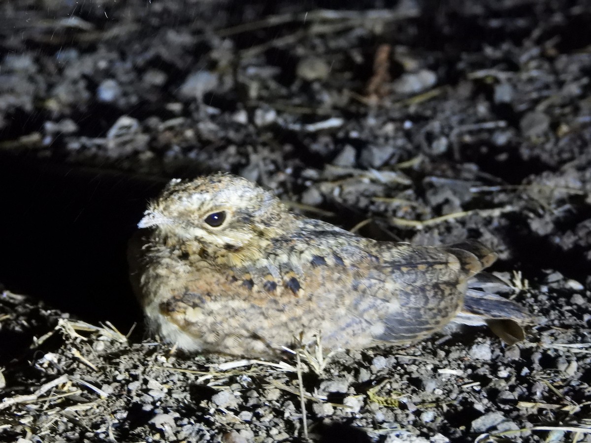 Indian Nightjar - ML624576961