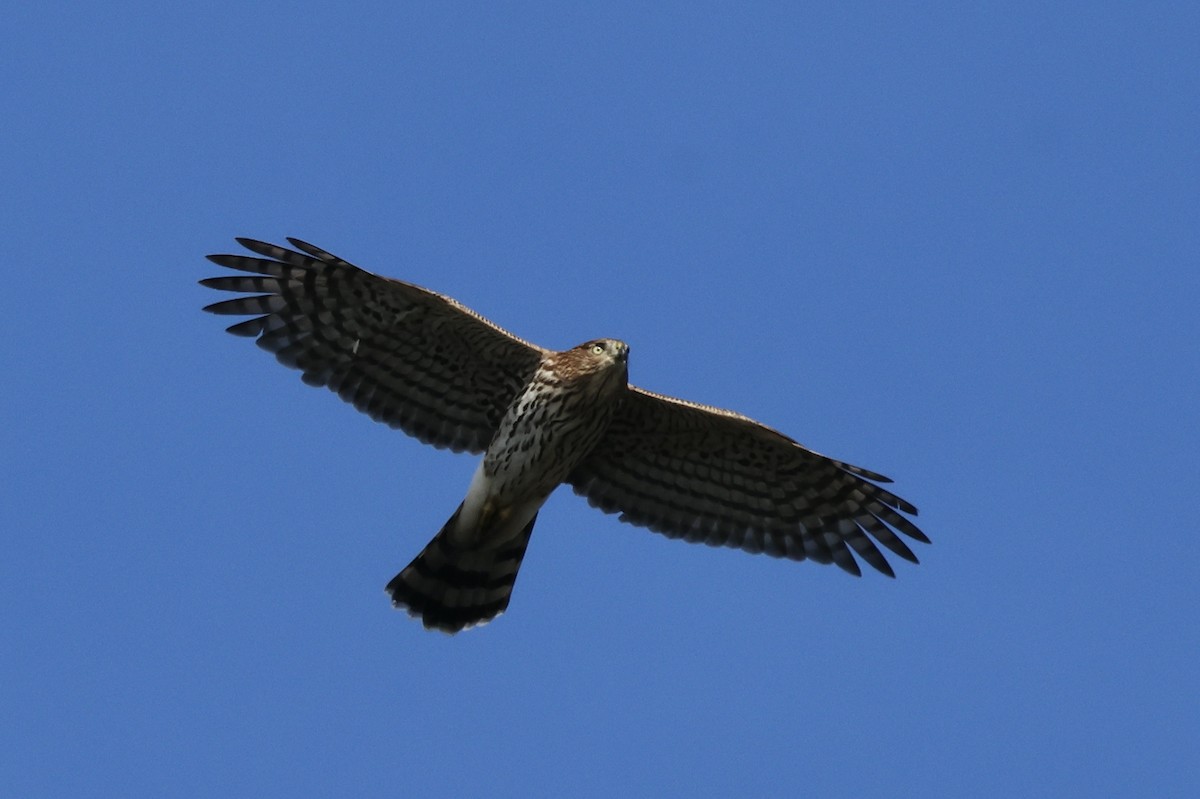 Cooper's Hawk - ML624576974