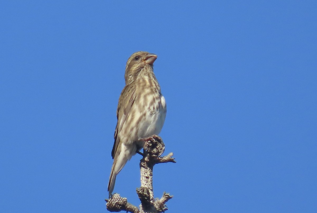 Purple Finch - ML624576975