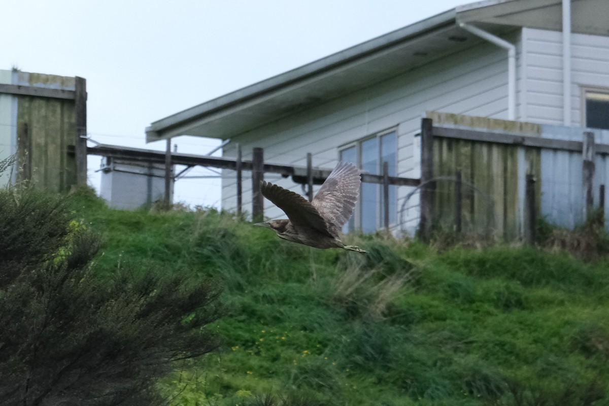 Australasian Bittern - ML624576976