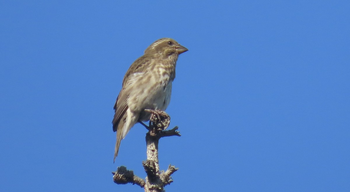 Purple Finch - Petra Clayton